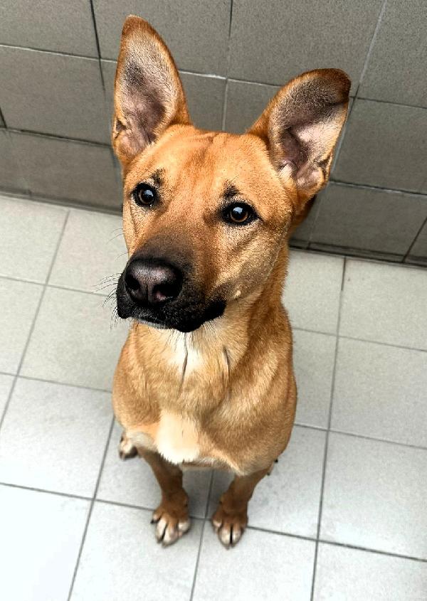 Simba Simpatico Lupetto